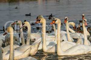 Swans