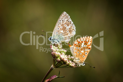 Butterflies love