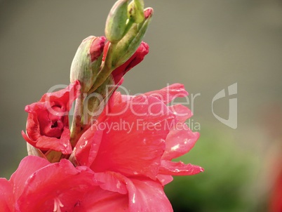 Gladiole