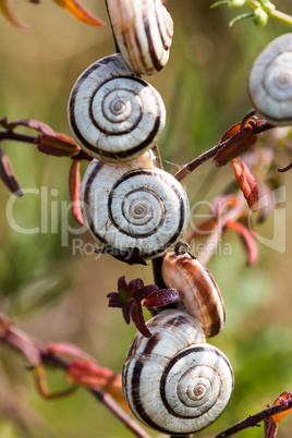 Many small snails