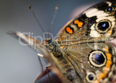 Common Buckeye Junonia Coenia