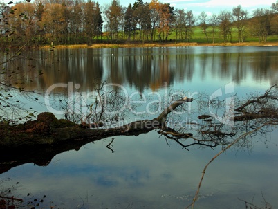 morscher Baum