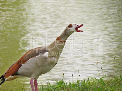 Nilgans