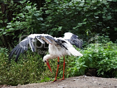 Storch