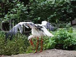 Storch