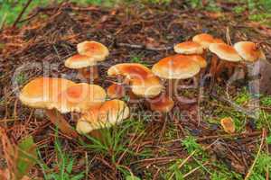 poisonous fungus