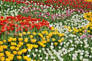 Blooming flower bed of various tulips