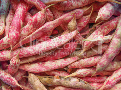 Cranberry beans