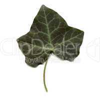 Ivy leaf