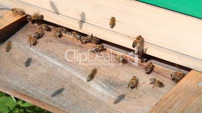 Bienen am Bienenstock