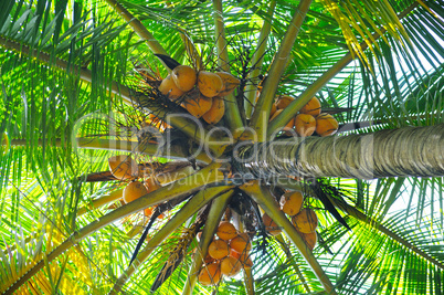 coconut tree background