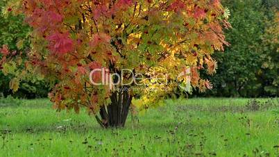 colored autumn leaves