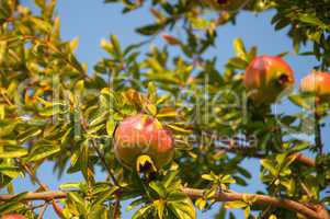 Granatäpfel am Baum - Pomegranate
