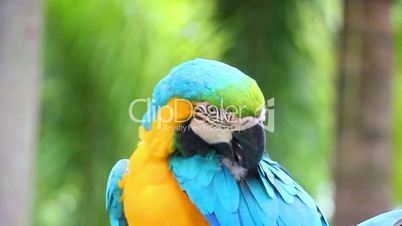 colorful parrot macaw sequence