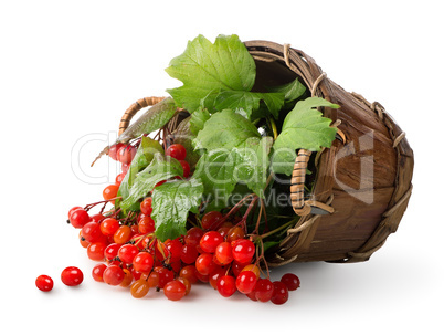 Viburnum in a basket
