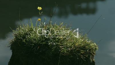 Gras auf Baumstumpf in See