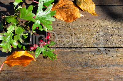 bunte Herbstblätter auf Holzhintergrund