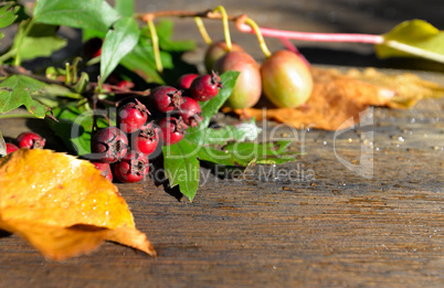 bunte Herbstblätter auf Holzhintergrund