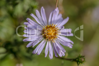 Asterblüte - Aster blossom