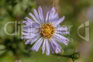 Asterblüte - Aster blossom