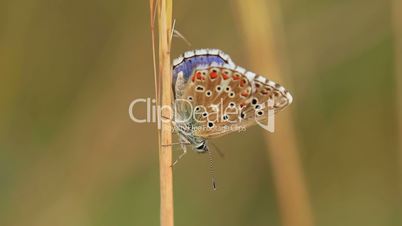 Close up of a beautiful butterfly(Common Blue,Polyommatus icarus)