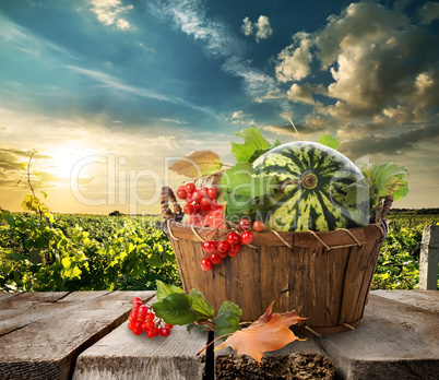 Watermelon in a basket