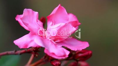 Close up of pink Oleander (Nerium oleander)