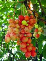 branch of red ripe schizandra