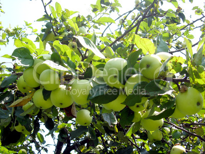 big branch with ripe apples