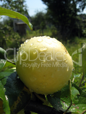 very tasty and ripe apple