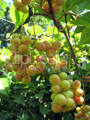 branch of green schizandra