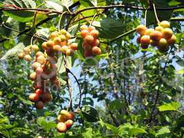 branch of green schizandra