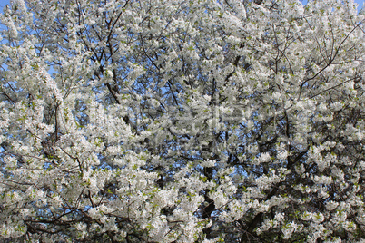 branch of blossoming cherry