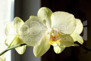 a blossoming yellow orchid