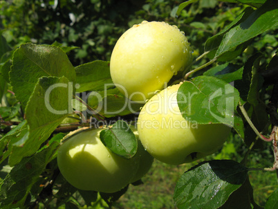 branch with ripe apples