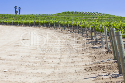 Beautiful Lush Grape Vineyard with Room For Text