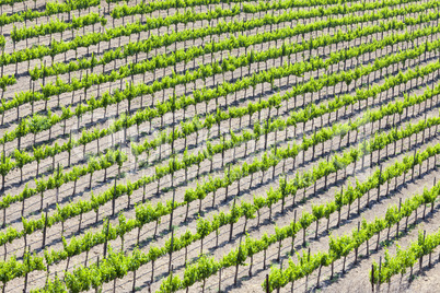 Beautiful Wine Grape Vineyard