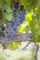 Lush, Ripe Wine Grapes on the Vine