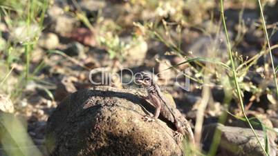 Lizard On Rock Handheld