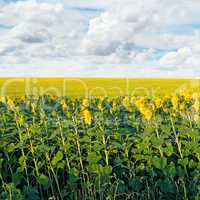 field with blooming sunflowers and blue sky