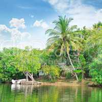Tropical river with palm trees on  shores