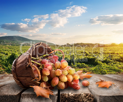 Grapes and vineyard