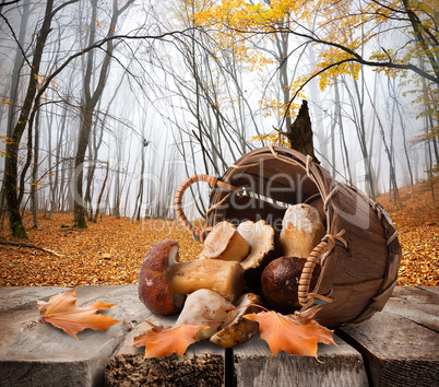 Mushrooms and autumn forest