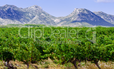 vineyard in provence