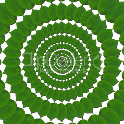 Green circles from leaves