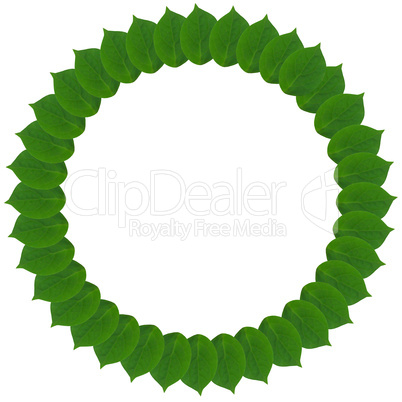 Green circle from leaves isolated on white