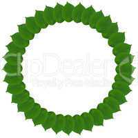 Green circle from leaves isolated on white