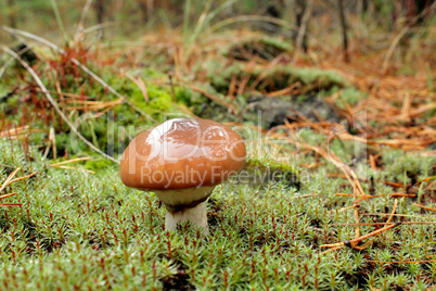 mushroom in the moss