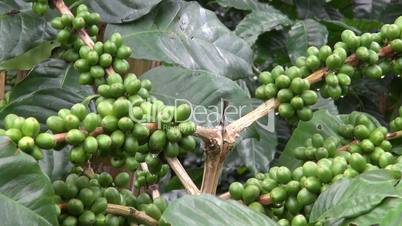 Coffee Plants, Plantations, Farms, Nature
