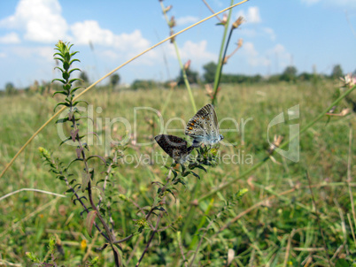 pair of butterflies of Silver-studded Blue on the blade